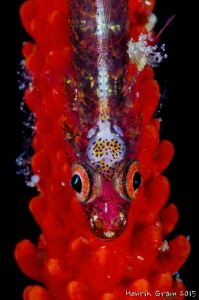 Red and Sparkling, Whip Coral Goby by Henrik Gram Rasmussen 